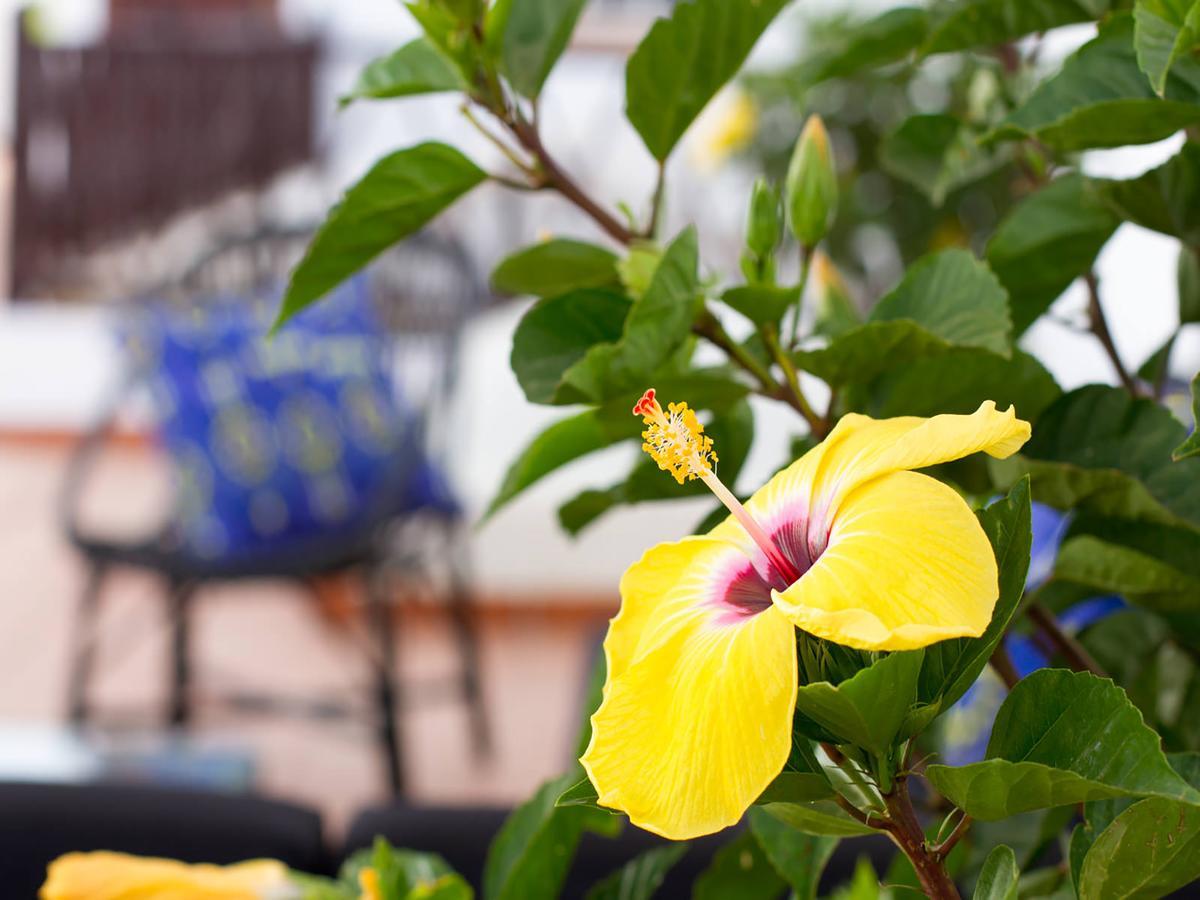 Aminta Home Las Palmas de Gran Canaria Extérieur photo